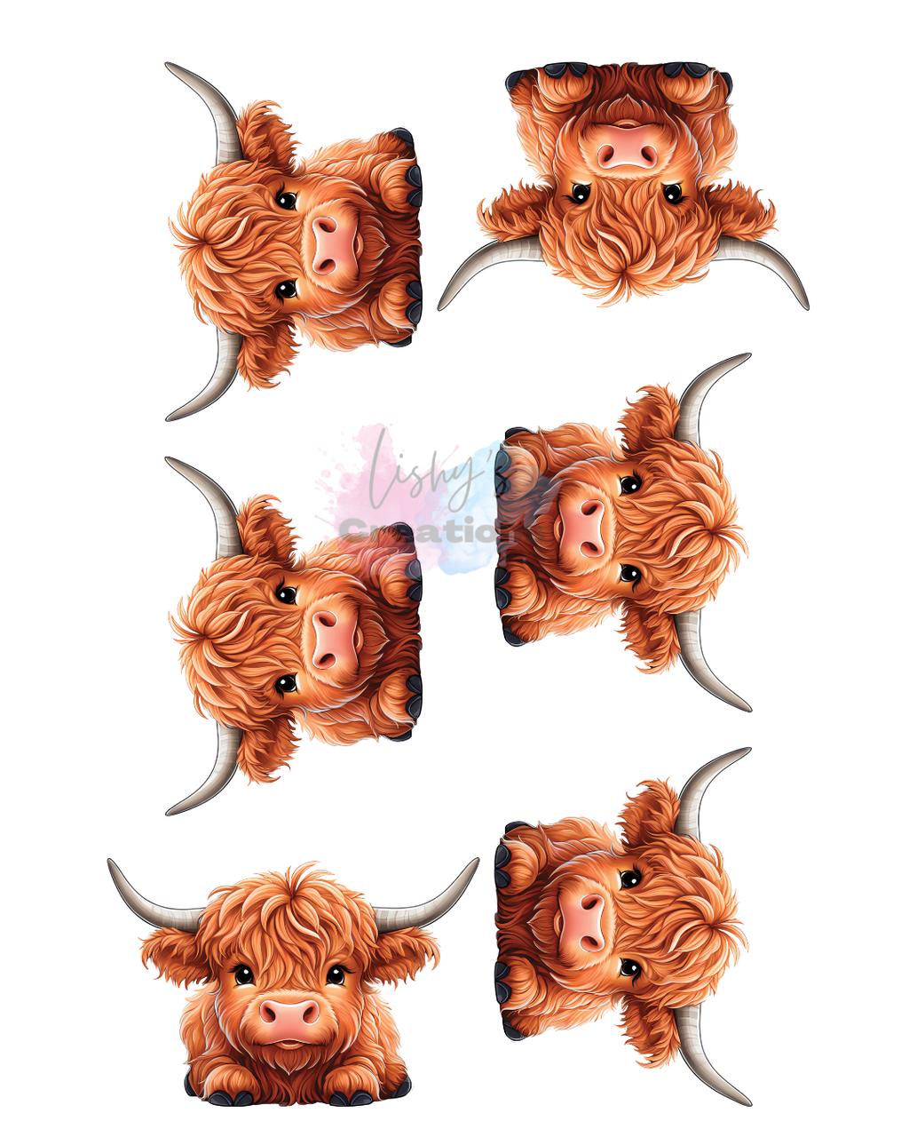 Highland cows